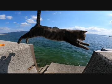 猫島で空飛ぶ猫の動画