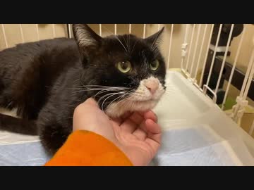 街の重鎮猫、生命の危機から保護される