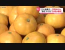 ひと味違うユニークみかん…その内容は？