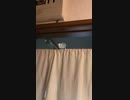 インコが顔に飛び込んでくる動画