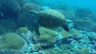 伊豆大島ダイビング～王の浜で亀に遭遇☆～