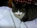 [実況] うちの猫のめぐちゃんと、キティ（キキ）ちゃん紹介！