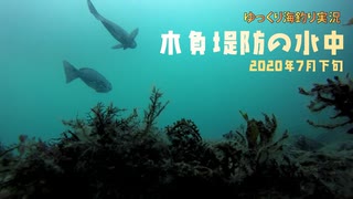 木負堤防の水中動画（2020年7月）