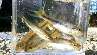 眠たくなる淡水魚釣り29【カワムツ】