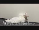 ミスター不可解猫、フクロウ並の首の動きを披露する