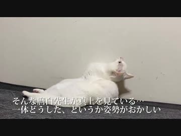 ミスター不可解猫、フクロウ並の首の動きを披露する