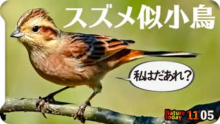 1105【スズメに似た鳥はホオジロ？カシラダカ？オオジュリン？】脚ケガ悲劇のハクセキレイの捕食、真夜中のゴイサギ、アオジや白めのムクドリ【 #今日撮り野鳥動画まとめ 】 #身近な生き物語