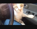 おチビの姉、ホームズについて少しばかり【色の薄い三毛猫】