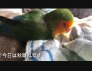 秋のひなたぼっこを楽しむインコ