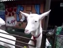 ヤギ