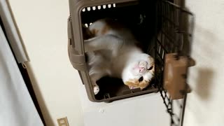 猫用キャリングケース！気に入ってくれたのかと思いきや最後（笑）