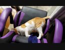 良いゲーミングチェアは猫も好きなのか