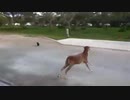 犬（ミニチュアシュナウザー）ｖｓ ヤギ