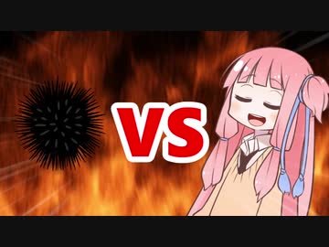 茜ちゃんVSウニ