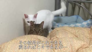 オス猫かあさん、暴走母性で息子猫にエキサイトする