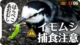 1106【はらぺこハクセキレイのあおむし捕食】ツグミが渡ってきた。ヨシがオオバンに、柿がスズメに食べられる。カルガモ潜水やカワウの換羽【 #今日撮り野鳥動画まとめ 】 #身近な生き物語