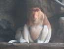 元気なテングザルたち(よこはま動物園ズーラシア)