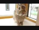 うさぎのまるくん一家（14）ご報告