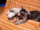 家猫日和　寝相