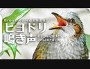 ヒヨドリの鳴き声