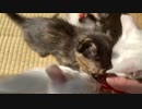 チュール大戦争