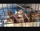 にらめっこ！