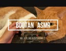 【猫ASMR】チャロとタビのASMR
