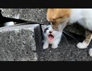 あくびばっかりの子猫「かわいいぃぃ！」