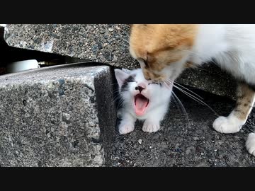 あくびばっかりの子猫「かわいいぃぃ！」
