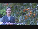 朝鮮中央テレビ・新しく出た記者