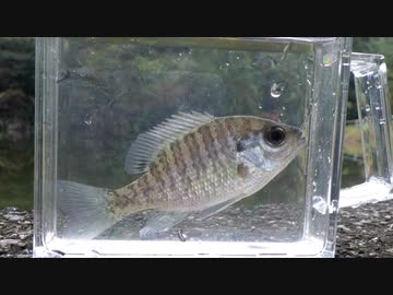 眠たくなる淡水魚釣り31【ブルーギル】