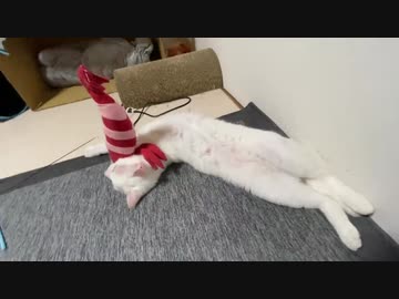 【茶番】猫部屋の死闘！ウチューネコチャンvs侵略エビ