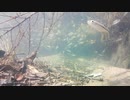 【水中撮影】幻想的な水中動画05