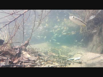 【水中撮影】幻想的な水中動画05