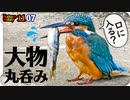 1107【カワセミ捕食アブラハヤ食べられる】カルガモ悲劇の足ケガと奇形。ビッグバンアタック。マガモとコガモ。かわいいジョウビタキやクコの実【 #今日撮り野鳥動画まとめ 】 #身近な生き物語