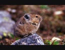 今、永遠であること45　The_Fur_Purrrade　The Whole Other