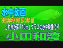 水中動画（2020年10月29日）in 小田和湾