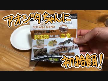 アオジタトカゲに初給餌！