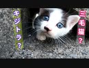 出産した猫が呼ぶので付いて行ってみると・・・「子猫のお母さんはだあれ？」