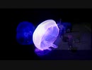 [NNI] Round Moon - was