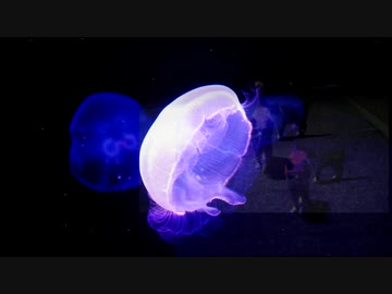 [NNI] Round Moon - was