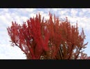 紅葉した木々と鳥の鳴き声【作業用BGM】