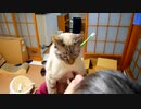 歯磨き粉を食べたい猫VS飼い主！壮絶な戦いの末に二人が見た景色とは…