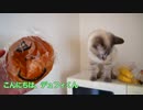 食べちゃダメ〜！匂いに敏感すぎる猫が一瞬のスキを狙ってきます…