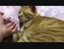 猫のポヨポヨ動くお腹