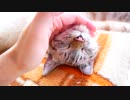 本当に元野良猫？野生を忘れた猫が油断しすぎてるんですが…