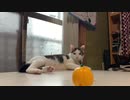 猫にカボチャ見せたら？