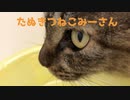 水飲み猫