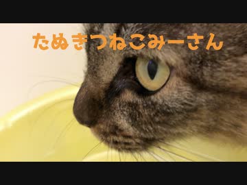 水飲み猫