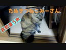 寂しそうに鳴くみーさん